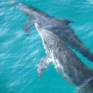Dolphins in Bimini